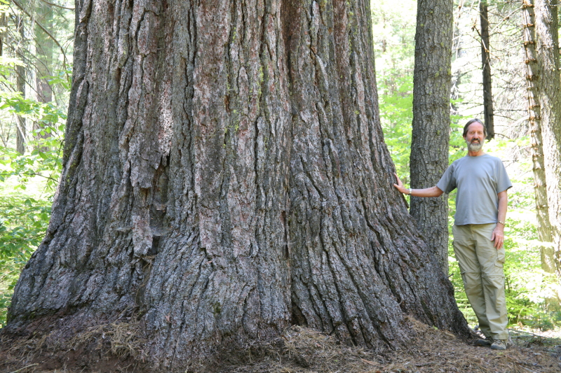 Pinus lambertiana